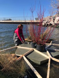 Person wearing waders standing in in knee-high water maneuvers a test-version of a floating garden into place